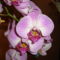 Orchidea 090312