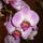 Orchidea 090312
