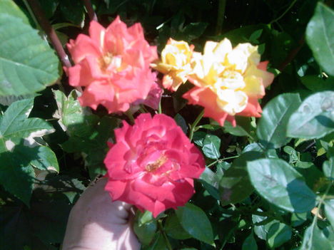 róózsák