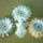 Dsc00321-001_388283_59151_t