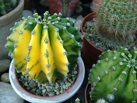 Kaktuszaim 3