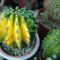 Kaktuszaim 3