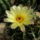 Kaktuszaim_5_388574_31039_t
