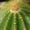 Kaktuszaim 6