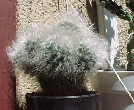 Kaktuszom 13