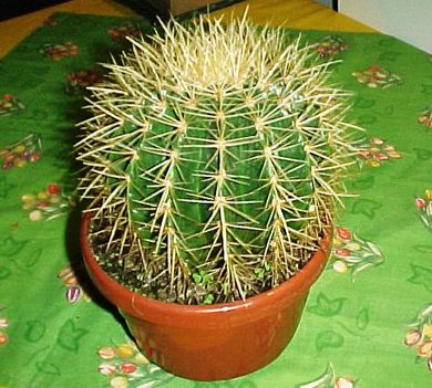 Kaktuszom 14