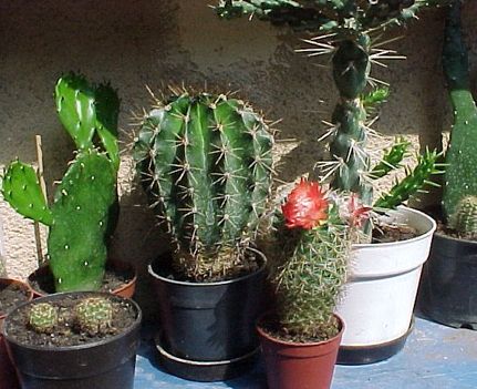 Kaktuszom 15