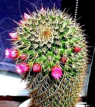 Kaktuszom 1