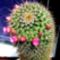 Kaktuszom 1