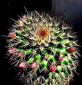 Kaktuszom 2