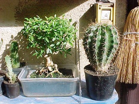 Kaktuszom 3