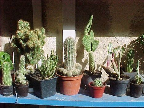 Kaktuszom 4