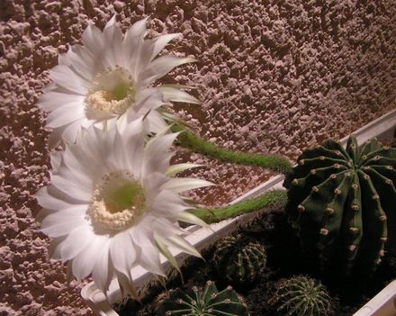 Fehér kaktusz