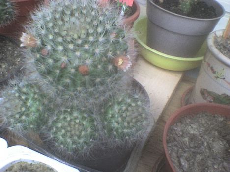 mamillaria bocasana