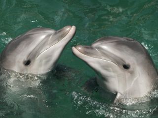 delfin-081