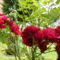 egész nyáron virágzó rózsabokor