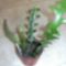epiphyllum anguliger+egy kis lakó nem tudom őt hogy hivják