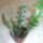 Epiphyllum_anguligeregy_kis_lako_nem_tudom_ot_hogy_hivjak_380093_23844_t