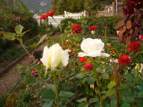 fehér rózsa és rézvirág