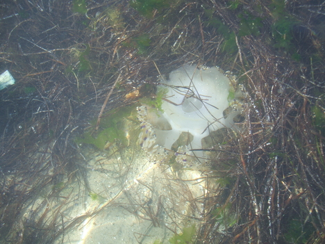 Füles medúza
