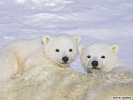 Jegesmedvebocsok_a_Wapusk_Nemzeti_Parkban-Kanada