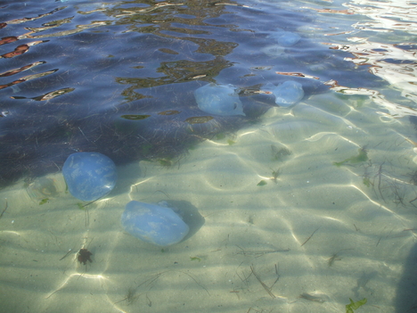 Kék medúzák