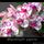 Orhidea_38949_400245_t