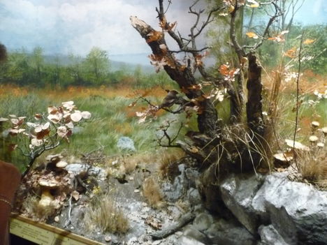 ZIRC-Természettudományi Múzeum
