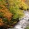 Beech Trees Along the Saliencia River, Somiedo Natural Park, Asturias, Spain