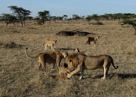 Kenya,2006. 250