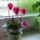 Mini_ciklamen_393105_62748_t