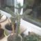 Cereus spinosior