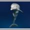 Delfinekről, az okos, vizí emlősökről! 6