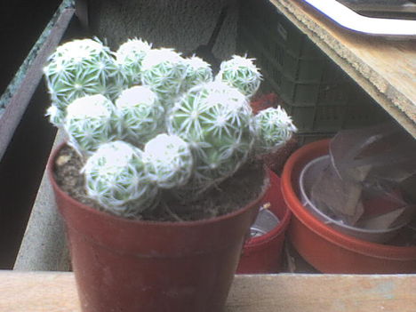 mamillaria gracilis1