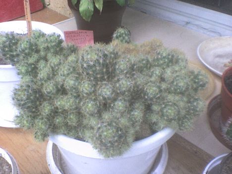 mammillaria prolifera