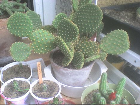 Opuntia microdasis