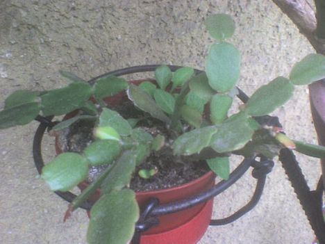 Zygocactus truncatus