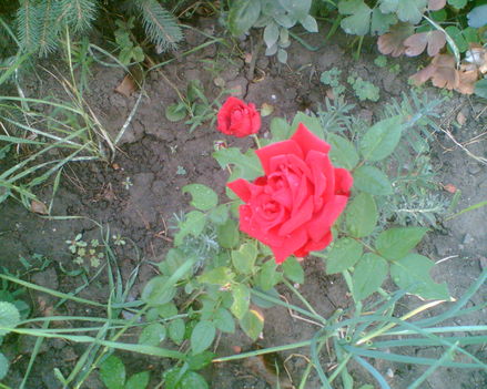 1éves rózsám a piros