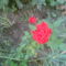 1éves rózsám a piros