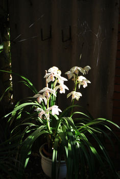 Hidegházi orchidea