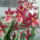 Orchidea-002_397998_94735_t