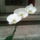 Orchidea-003_397999_92877_t