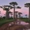 Baobab_fák-Madagaszkár