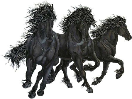 black_stallions