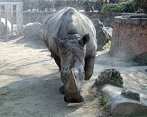 Budapest zoo életképek  10