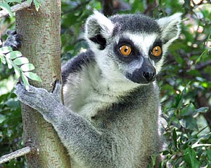 Budapest zoo életképek  8