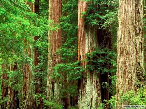 Mammutfenyők-Redwood_Nemzeti_Park-Kalifornia-USA