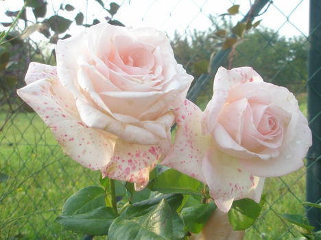 Pettyes rózsák