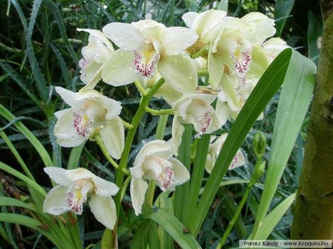 www.tvn orchidea