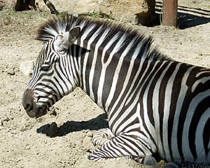 Budapest ZOO életképek 20